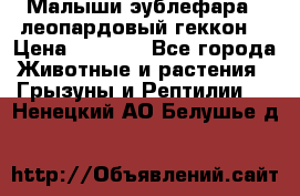 Малыши эублефара ( леопардовый геккон) › Цена ­ 1 500 - Все города Животные и растения » Грызуны и Рептилии   . Ненецкий АО,Белушье д.
